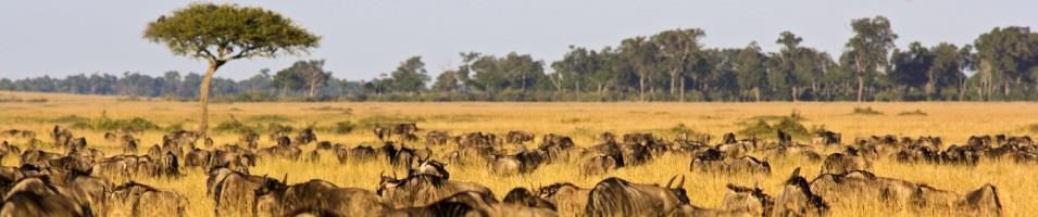 The Great Migration